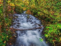 Las, Stany Zjednoczone, Rezerwat przyrody Columbia River Gorge, Drzewa, Jesień, Rzeka Bridal Veil Creek, Kamienie, Oregon
