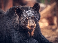 Niedźwiedź czarny, Baribal