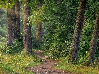Ścieżka, Las liściasty, Drzewa, Przebijające światło