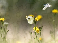 Żółte, Motyle, Bielinek, Kwiaty