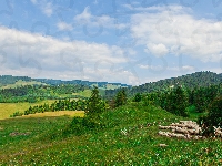 Owce, Wzgórza, Wypas, Zielone, Góry, Pastwiska