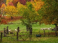 Łąka, Australia, Wandiligong Valley, Zagroda, Owce, Jesień, Drzewa, Stan Wiktoria