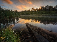 Drzewa, Kanada, Surrey, Trawa, Kłoda, Jezioro Green Timbers, Zachód słońca, Kolumbia Brytyjska