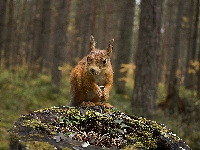 Wiewiórka, Las, Pniak, Rozmycie