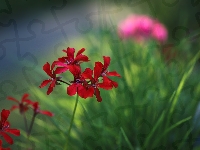 Pelargonia, Czerwona, Kwiaty