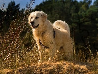 Szelki, Rośliny, Pies, Golden retriever, Trawa