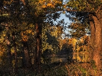 Drzewa, Dzień, Jezioro, Las, Słoneczny