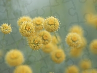 Kwiaty, Santolina cyprysikowata, Żółte, Zbliżenie