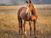Koń, Kasztanowaty