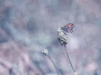 Strzępotek ruczajnik, Motyl, Roślina