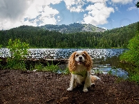 Rzeka, Góry, Pies, King charles spaniel, Drzewa