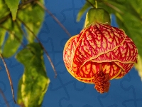 Abutilon, Zaślaz Mieszańcowy, Klonik, Kwiat