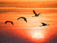 Zachód słońca, Grafika, Ptaki