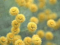 Żółte, Santolina cyprysikowata, Kwiaty