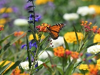 Monarcha, Kwiaty, Motyl, Danaid wędrowny, Kolorowe