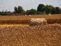 Zboże, Pole, Lato