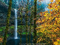 Las, Stany Zjednoczone, Park miejski Silver Falls, Drzewa, Skała, Wodospad South Falls, Jesień, Oregon