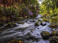 Tollymore Forest Park, Las, Różanecznik, Rzeka Shimna, Irlandia Północna, Hrabstwo Down, Kamienie