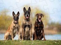 Owczarki belgijskie Malinois, Doberman, Psy, Dwa, Brązowy