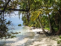 Morze Karaibskie, Palmy, Panama, Plaża, Plaża