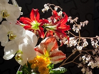 Amarylis, Orchidea, Czarne, Kwiaty, Prymula, Tło
