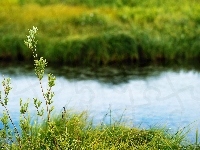 Trawa, Staw