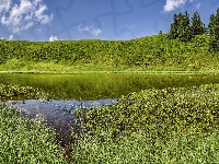 Drzewa, Jezioro, Trawa, Wzgórze
