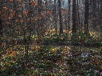 Brązowe, Jesień, Las, Drzewa, Liście