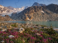 Jezioro Wedgemount, Kanada, Park prowincjonalny Garibaldi, Kwiaty, Śnieg, Góry, Kamienie, Kolumbia Brytyjska