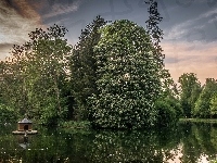 Staw, Park, Drzewa