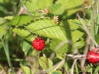 Poziomki, Liście