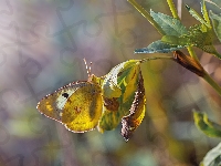 Światło, Liście, Tło, Motyl, Roślina, Rozmyte