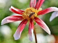 Dalia, Kwiat, Czerwono-biała, Pszczoła