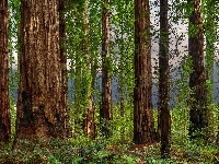 Drzewa, Stany Zjednoczone, Park Narodowy Redwood, Sekwoje, Paprocie, Las, Pnie, Kalifornia