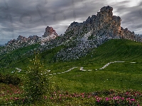 Dolomity, Droga, Drzewo, Góra Ra Gusela, Włochy, Giau Pass, Belluno, Łąki, Góry, Kręta, Kwiaty