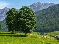Lasy, Krowy, Austria, Drzewa, Góry Alpy, Łąki, Saalfelden