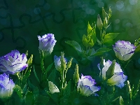 Kwiaty, Eustoma wielkokwiatowa
