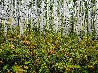 Pnie, Rośliny, Las, Drzewa, Topole osikowe