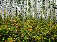 Pnie, Rośliny, Las, Drzewa, Topole osikowe