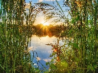 Trawy, Jezioro, Trzciny, Promienie słońca