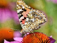 Motyl, Kwiat, Jeżówka, Rusałka osetnik