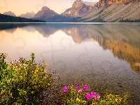 Park Narodowy Banff, Góry Skaliste, Kanada, Jezioro Bow Lake, Kwiaty, Prowincja Alberta