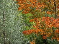 Kolorowe, Drzewa, Jesień, Liście