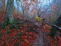 Opadłe, Drzewa, Barierka, Las, Korzenie, Liście