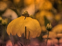 Żółta, Kwiat, Rudbekia naga