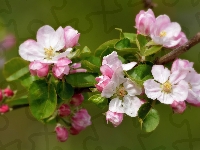Biało-różowe, Drzewo owocowe, Gałąź, Kwiaty