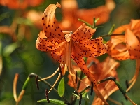 Pomarańczowe, Lilia tygrysia, Kwiaty