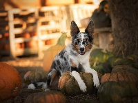 Border collie, Leżący, Pies, Dynie