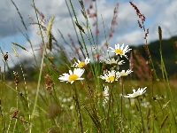 Margerytki, Kwiaty, Trawa