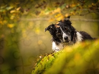 Border collie, Pies, Czarno-biały, Liście